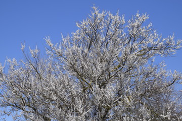 Spring flowering trees. Pollination of flowers of apricot. Blooming wild apricot in the garden