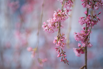 Soft focus Beautiful pink cherry blossom, Sakura flower at full bloom in Japan