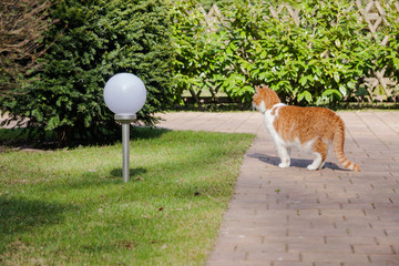 Rot Weisse Orange Katze Neugieriges Kätzchen im Garten