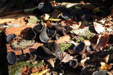 Bulgarie salissante ou bouton de guêtre, Bulgaria inquinans 