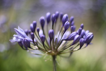Fleur mauve