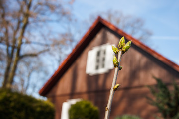 Zarte Gr&uuml;ne Fr&uuml;hlings Knospen vor Holz Haus