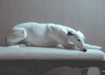 White whippet dog lies on the white sofa on gray background