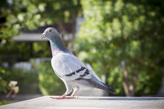 speed racing pigeon bird perching on home loft against green blur background