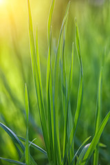 fresh spring grass