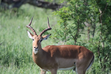 Impala