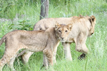 Regard précis d'un lionceau