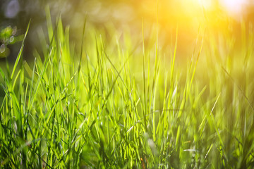 Obraz premium fresh spring grass