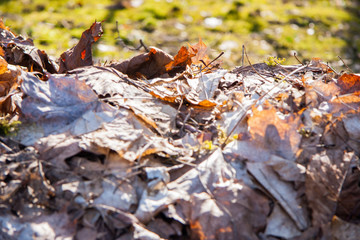 Laub Haufen Braune Trockene Blätter Herbst