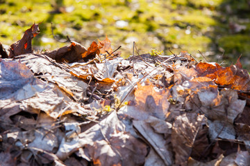 Laub Haufen Braune Trockene Blätter Herbst