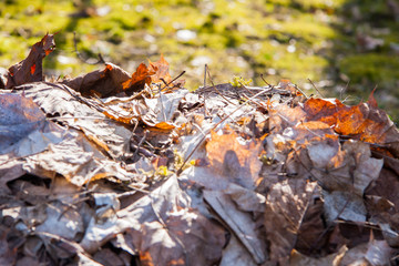 Laub Haufen Braune Trockene Blätter Herbst