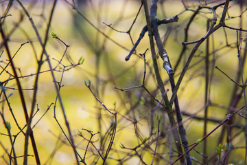 Zweige und Äste und Laub Details