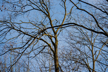 Bäume Äste Zweige vor Blauem Himmel
