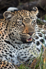 Obraz na płótnie Canvas The African leopard (Panthera pardus pardus), female portrait