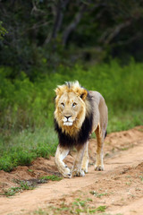 The Transvaal lion (Panthera leo krugeri) or the Southeast African lion a large male with dark mane going down the road