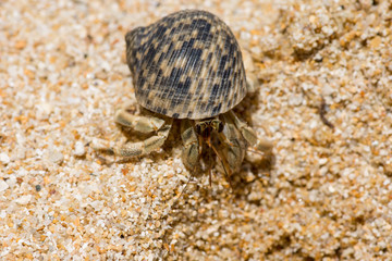 Macro Close up of a Hermit crab with beautiful shell