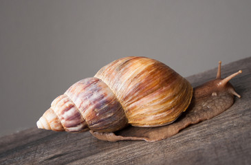 snail crawling uphill