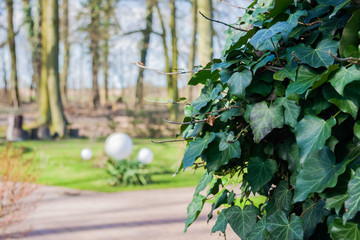 Schöne Grüne Blätter Details vor Wäldchen