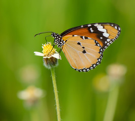 Monarch butterfly