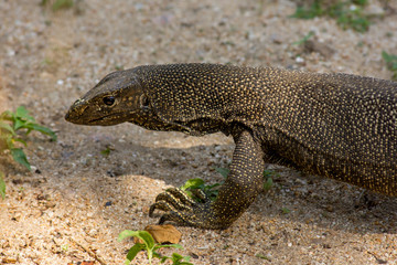 Timor Tree Monitor Lizard casually walking on a sandy surface.