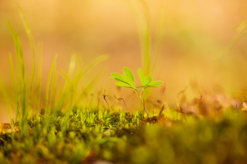spring forest plants on moss