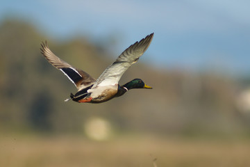 germano reale (Anas platyrhynchos) in volo