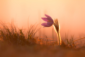 Kuhschelle bei Sonnenuntergang