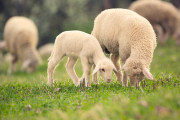 Sheep and lamb grazing on green meadow