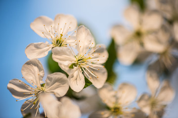 Blooming garden. Close-up flowers on tree against blue sky. Spring concept.