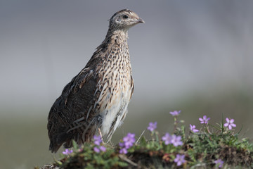 Quail 09