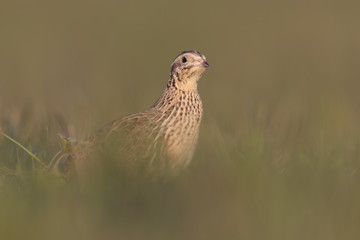 Quail 07