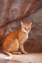Fototapeta na wymiar Giordania, 02/10/2013: un gatto sulle rocce rosse nel canyon del Siq, l'ingresso principale alla città nabatea di Petra