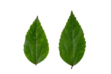 Green leaf on white