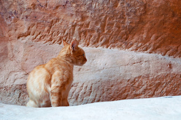 Giordania, 02/10/2013: un gatto sulle rocce rosse nel canyon del Siq, l'ingresso principale alla...
