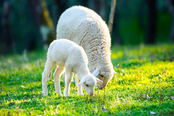 Obraz na płótnie Canvas Lamb grazing on green grass meadow
