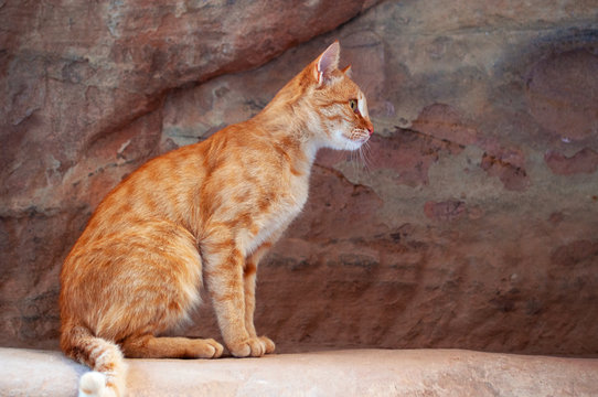 Giordania, 02/10/2013: un gatto sulle rocce rosse nel canyon del Siq, l'ingresso principale alla città nabatea di Petra