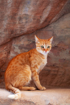 Giordania, 02/10/2013: un gatto sulle rocce rosse nel canyon del Siq, l'ingresso principale alla città nabatea di Petra