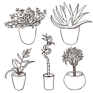 Set Of House Plant Isolated. Vector Sketch House Plant Pot Illustration