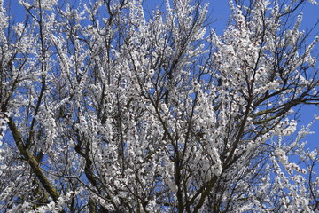 Spring flowering trees. Pollination of flowers of apricot. Blooming wild apricot in the garden