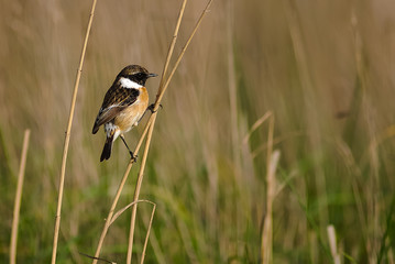 Saltimpalo (Saxicola torquatus) su cannuccia di palude