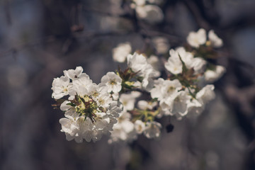 White cherry blossoms