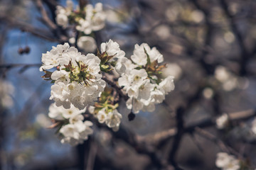 White cherry blossoms
