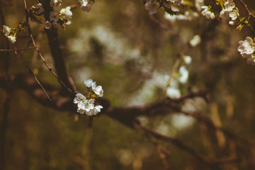White cherry blossoms