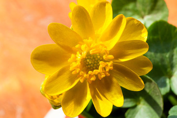 Macro Yellow Flower Plant at Spring Beginning.