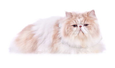 Persian cat