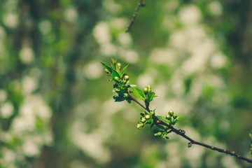 Blossoming tree with little flowers