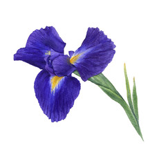 Watercolor illustration of iris flower