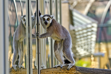 ring-tailed lemur with astonished view