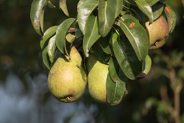 Birnen am Birnbaum im Obstgarten