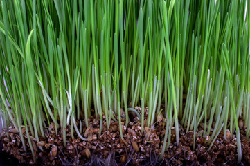 Sprouted cereals! Green grass.